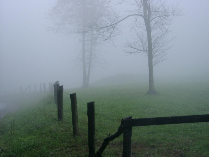 foggy-meadow-with-fence-and-ghostly-trees