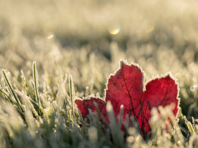 Frost-on-grass-red-maple-leaf-with-frost-in-dappled-sunlight
