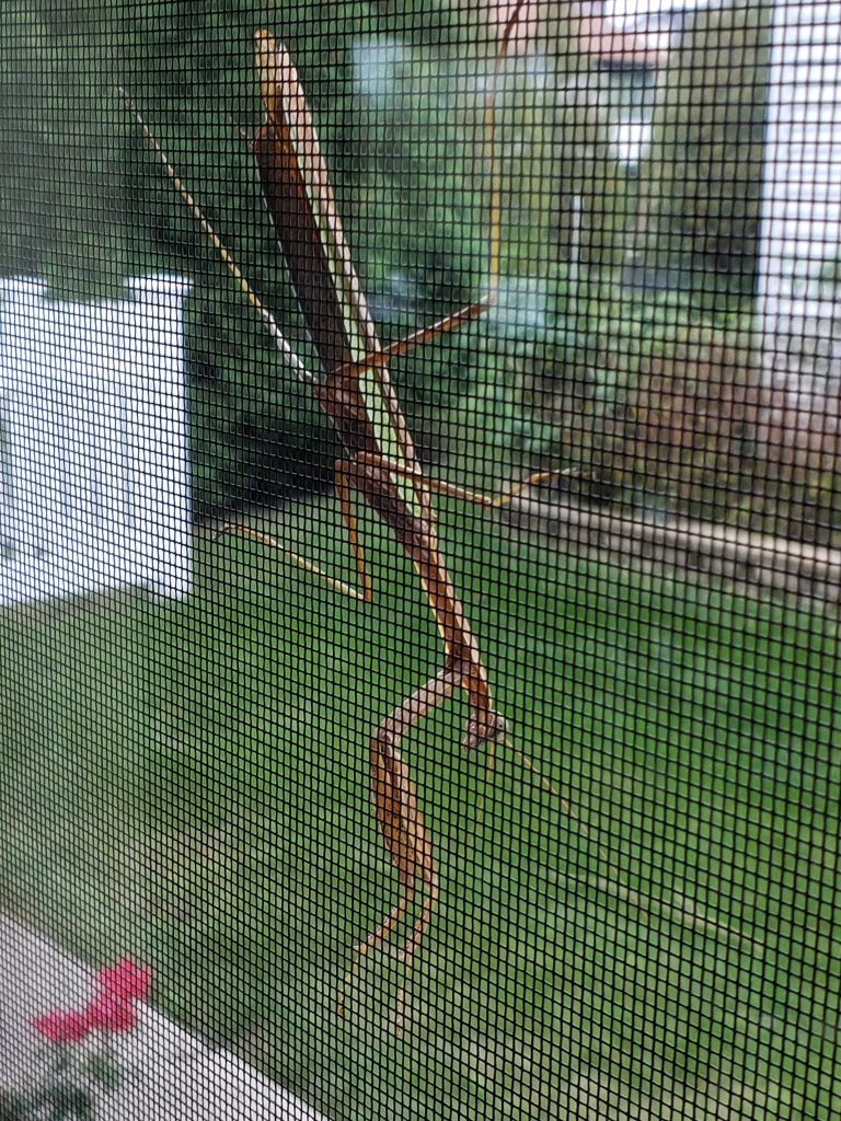 Male Praying Mantis on a window screen